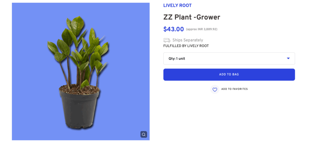 Indoor Pot for Office Desk Decor