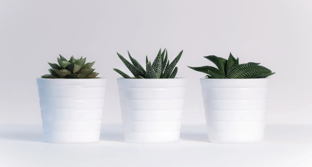 indoors plants make great gifts under $25