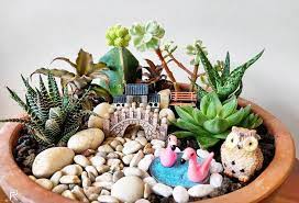 Miniature succulent garden