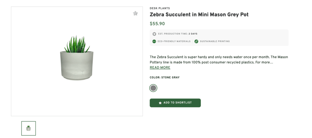 Zebra Succulent in Mini Pot