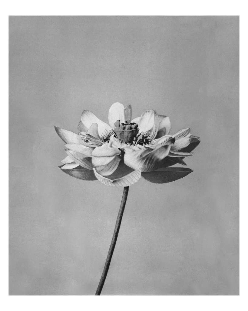 Monochrome lotus flower artwork vintage wall art